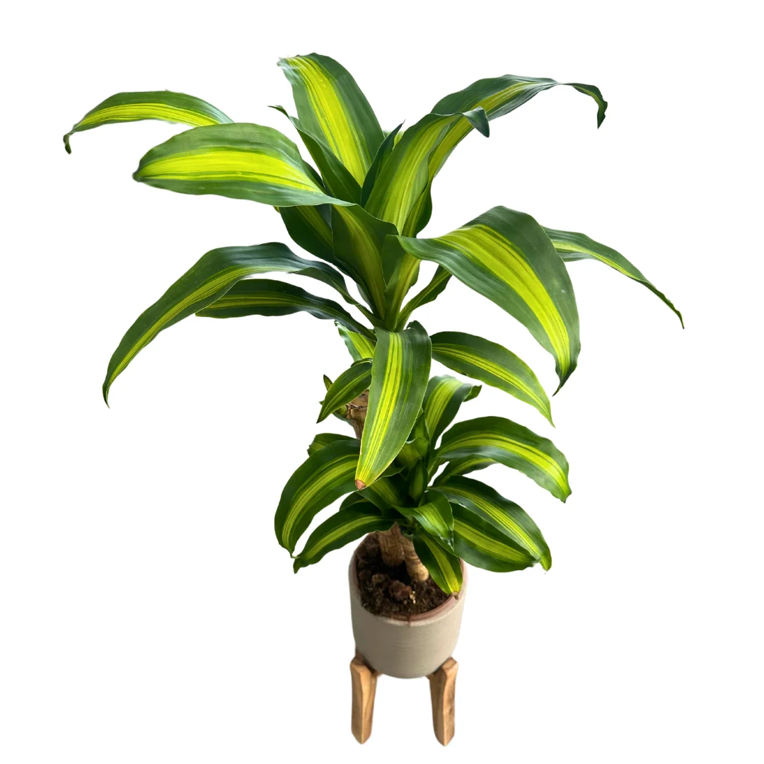 Imagem do produto 1