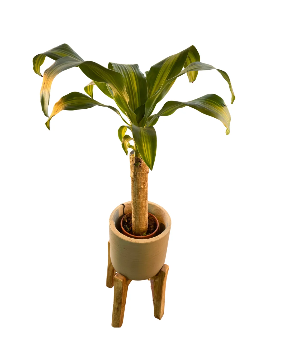 Imagem do produto 2