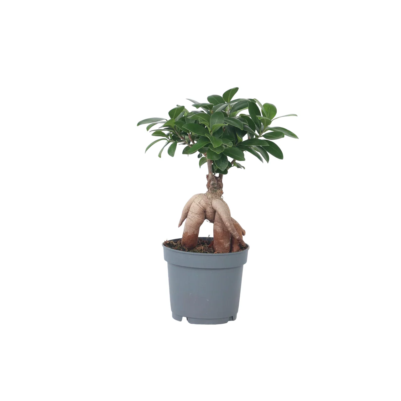 Imagem do produto 1