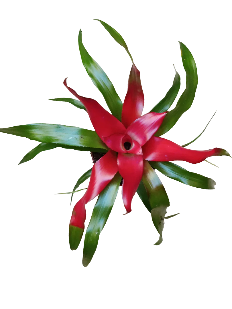Imagem do produto 1