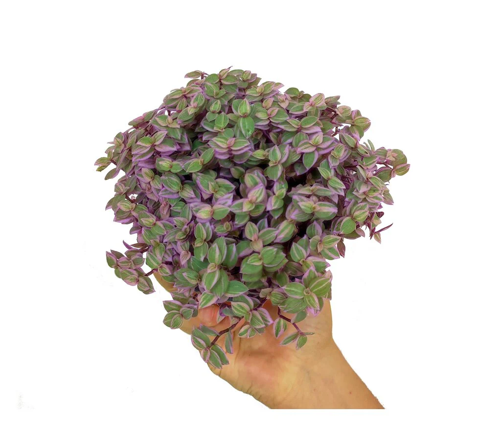 Imagem do produto 1