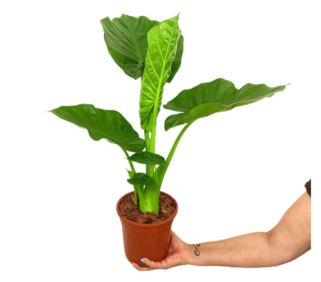 Imagem do produto 1
