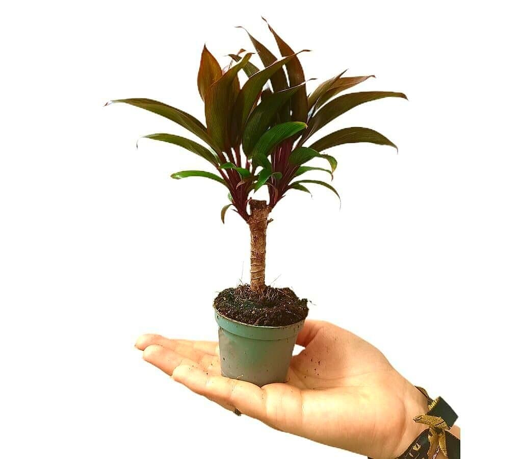 Imagem do produto 1