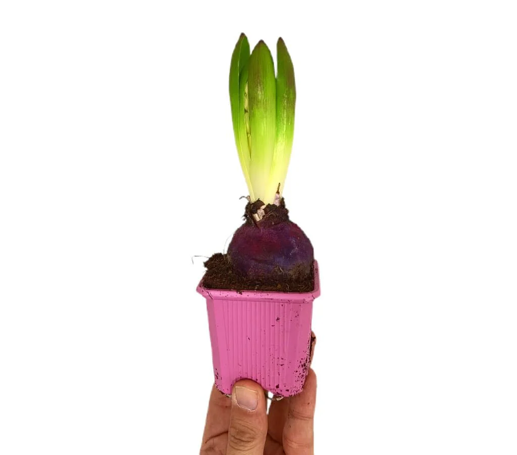 Imagem do produto 1