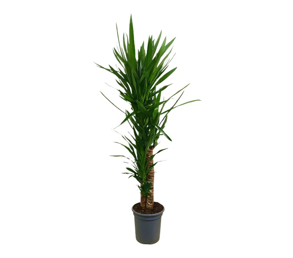 Imagem do produto 1