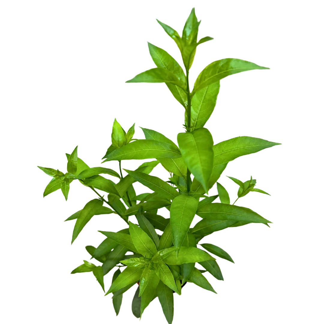 Imagem do produto 2